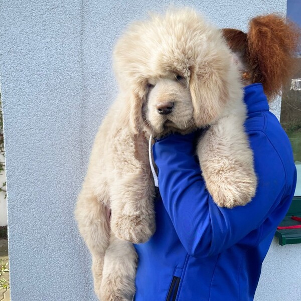 Tibetan mastiff puppy Lola